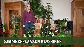 Zimmerpflanzen Teil 1  Die Klassiker Pflege und Ansprüche [upl. by Karilla]