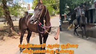 Kathiyawari stallion for sale  திருநெல்வேலியில் கத்தியவாரி ஆண் குதிரை விற்பனைக்கு உள்ளது [upl. by Euseibbob]