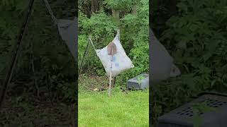 Cheap Walmart Broadhead VS The Spade broadhead bowhunting archery [upl. by Atival]