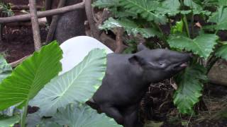 Malayan Tapir Tapirus indicus [upl. by Oleic]