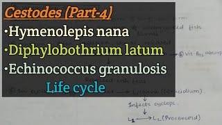 Cestodes Part4  Hymenolepis nana  Diphylobothrium latum  Echinococcus granulosus  Life cycle [upl. by Venezia765]