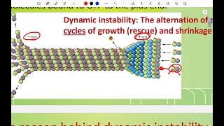 CH6 Microtubules and Intermediate filaments Part 1 [upl. by Lon]