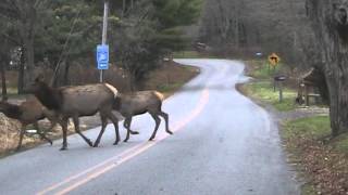 Elk Crossing Winslow Hill Road Benezette PA [upl. by Cornelie]