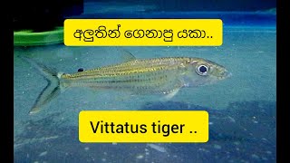 අලුතින් ගෙනාපු යකා vittatus tiger fish [upl. by Leilah480]