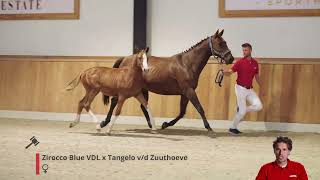 Zaphira Z Tangelo van de Zuuthoeve x Zirocco Bllue VDL [upl. by Vivyanne723]