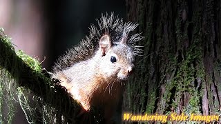 Douglas Squirrel Alarm Call [upl. by Wendin]