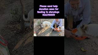 Feeding to starydogs dogs kuttu puppies dogskivideo dogkivideo [upl. by Welch729]