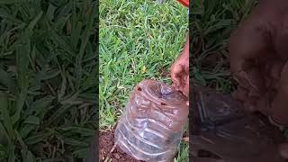 How to plant pomegranate tree from a cutting [upl. by Ihcehcu]