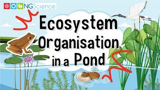 Ecosystem Organisation in a Pond [upl. by Brewer]