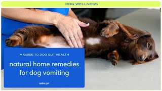 Natural Home Remedies for Dog Vomiting [upl. by Yeldoow250]