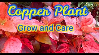 Acalypha wilkesianaCopper Plant How to grow care and propagate [upl. by Olds182]