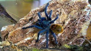 Nowe terra dla Chromatopelma cyaneopubescens  info gatunkowe [upl. by Ina]