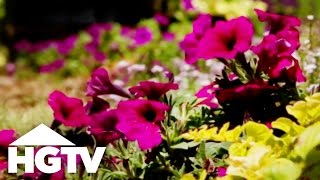 How to Plant Petunias  Gardening Tips  HGTV [upl. by Nitas]