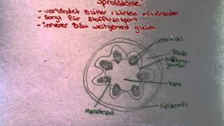 Bau und Funktion der Sprossachse  wie die Sprossachse funktioniert [upl. by Malvia]