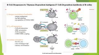 Lecture 4b B cell activation and differentiation immunological memory antibodies and function [upl. by Earehc857]