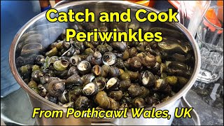 22 Catch and Cook Periwinkles sea snail  Porthcawl Wales UK [upl. by Amikay]