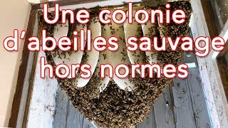 Sauvetage d’une énorme et jeune colonie d’abeilles sauvage  Des Abeilles et des Hommes  2 [upl. by Leummas486]