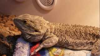 Sneezing Bearded Dragon [upl. by Salohcin886]