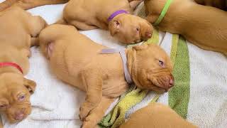 Vizsla puppies 15 days old [upl. by Yasui]