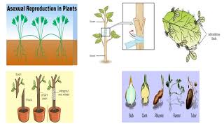 Asexual propagation prt 1 [upl. by Laerol]