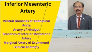 Inferior Mesenteric Artery [upl. by Nerrag]