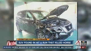 SUV identified in hitandrun that killed horse [upl. by Lien]