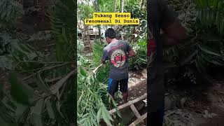 Teknologi senso atau chainsaw manual shorts short teknologi [upl. by Christian]