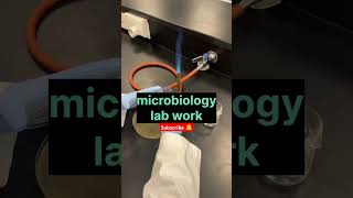 microbiologylablife  microbiology lab work  microbiologist lab work  microbiology shorts short [upl. by Ennaear333]