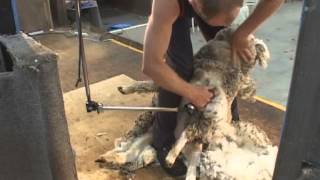 How to Shear  Shearing Merino sheep Fine Wool [upl. by Stubstad]