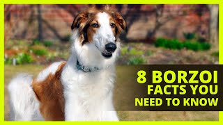 BORZOI 101  Interesting facts about the Borzoi you probably dont know [upl. by Narcho]