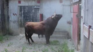 Débarquement Corrida Baltasar Iban [upl. by Colson361]