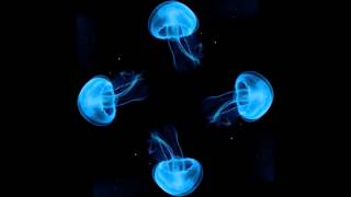 10 hour Jellyfish Hologram [upl. by Oiceladni]