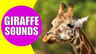 GIRAFFE SOUNDS  Learn Animals with Kiddopedia Shorts [upl. by Annoj]