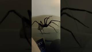 Creepy Spider Launches Attack [upl. by Pippo]