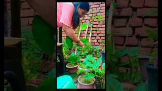 घर में उगे अरबी के पत्ते shortvideoshortsgardeningrecipeviralshortviralvideo [upl. by Uund471]