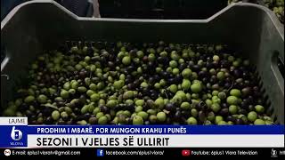 Sezoni i vjeljes së ullirit  Prodhim i mbarë por mungon krahu i punës [upl. by Nas773]