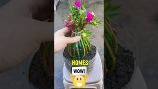 Most beautiful flowers are Portulaca grandiflora also known as Moss Rose 😱 shorts youtubeshorts [upl. by Dewayne]