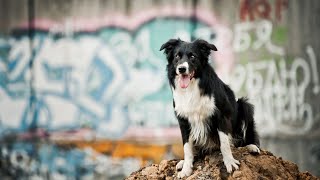 How do Border Collie [upl. by Vandyke66]