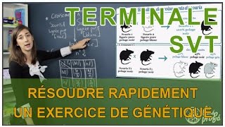 Résoudre rapidement un exercice de génétique  SVT Terminale S  Les Bons Profs [upl. by Arelus503]