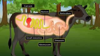 Digestion in Grass Eating Animals  Macmillan Education India [upl. by Roon]