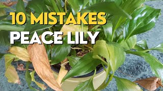 STOP Killing Your Peace Lily  10 Mistakes and How to Fix Them [upl. by Retsevlys540]