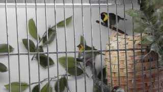 2019 Para kubaników mniejszych Tiaris canora Couple of the Cuban grassquit Cuban Finch [upl. by Tayler150]