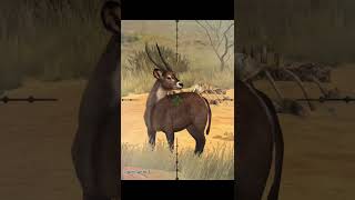 Waterbuck  namibia  Hunting game  hunting clash  shorts [upl. by Ratcliffe]