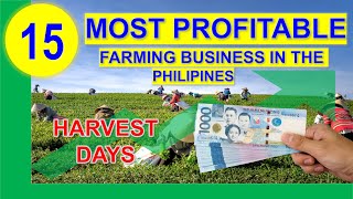 Top 15 Most Profitable Farming Business in the Philippines per Return on Investments w Harvest Days [upl. by Conah953]