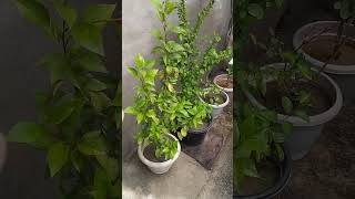 Homemade and Powerful Insecticide for plants [upl. by Sharona]