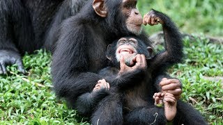 Chimp Life Diary  BBC [upl. by Citron398]