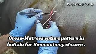 CrossMatress suture pattern in buffalo for Rumenotomy closure [upl. by Craddock]