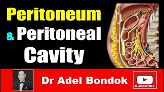 Peritoneum Peritoneal Cavity Lesser Sac Greater Sac and Peritoneal Recesses Dr Adel Bondok [upl. by Akenet]