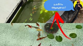 Green Water in Fish Pond Algae contents due to sunlight and phosphates [upl. by Gnap]