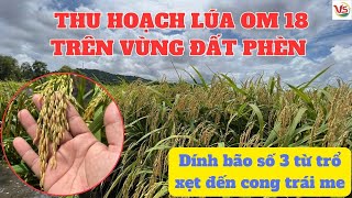 THU HOẠCH LÚA THU ĐÔNG TRÊN NỀN ĐẤT PHÈN NẶNGLÚA NHỎ SẶC PHÈN BÃO SỐ 3 TỪ TRỔ XẸT ĐẾN CONG TRÁI ME [upl. by Nnovahs]